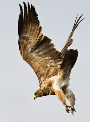Aigle ravisseur