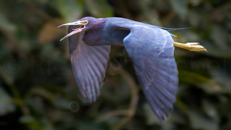 Little Blue Heron, Flight