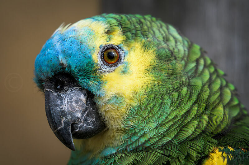 Turquoise-fronted Amazon, close-up portrait
