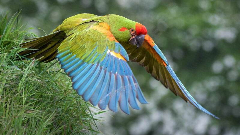 Red-fronted Macaw, Flight
