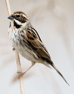 Common Reed Bunting 
&copy; Richard Striebel