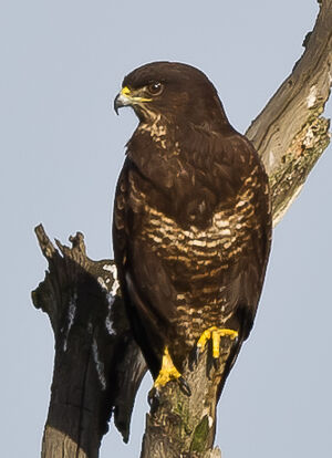 Buse variable 
&copy; Richard Striebel