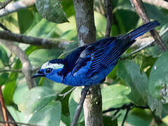 Opal-crowned Tanager
