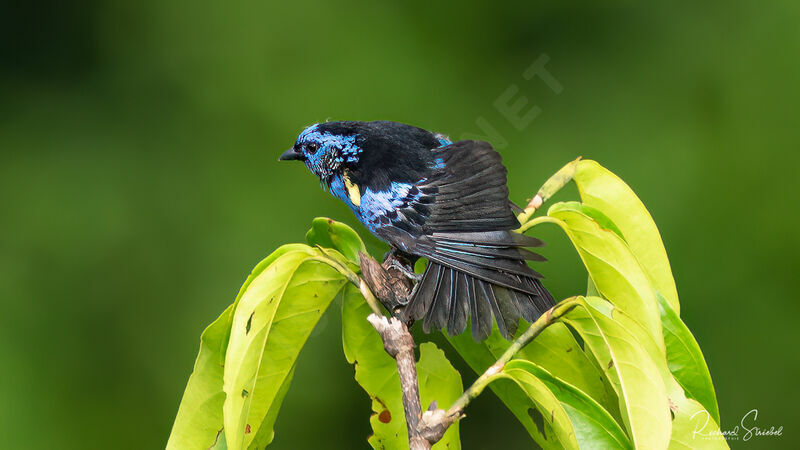 Turquoise Tanager, aspect