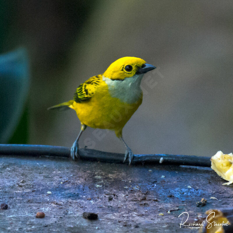 Silver-throated Tanager, eats