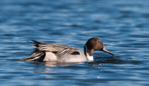 Canard pilet 
&copy; Richard Striebel