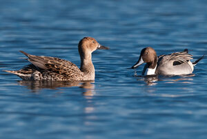 Canard pilet 
&copy; Richard Striebel