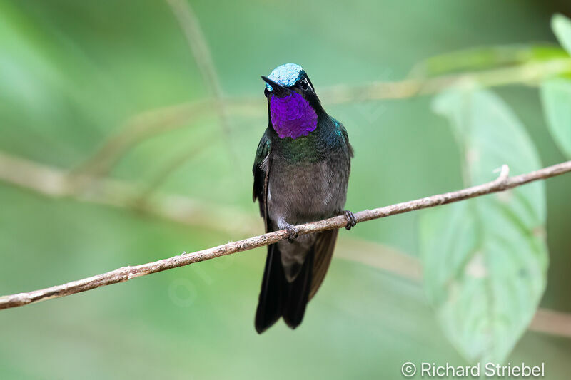 Purple-throated Mountaingem male
