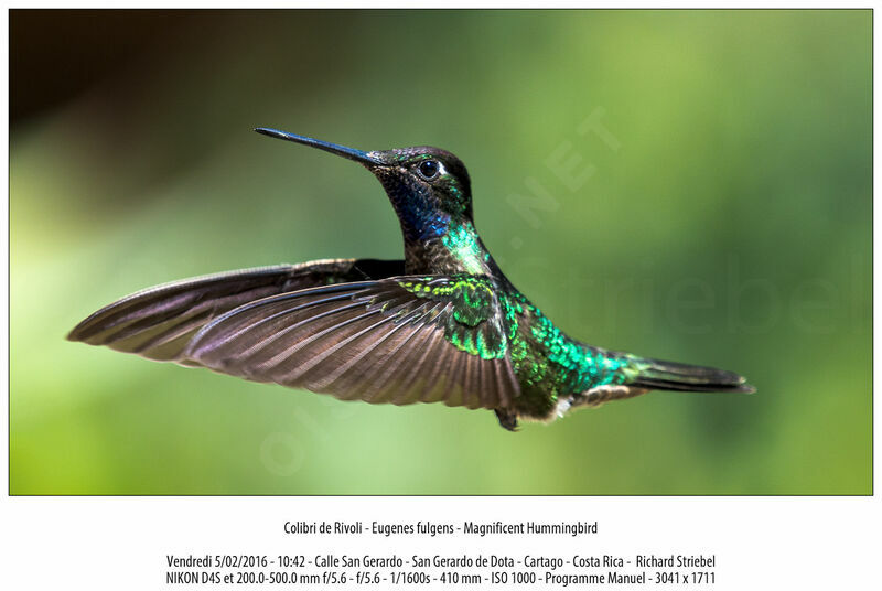Rivoli's Hummingbird male, Flight