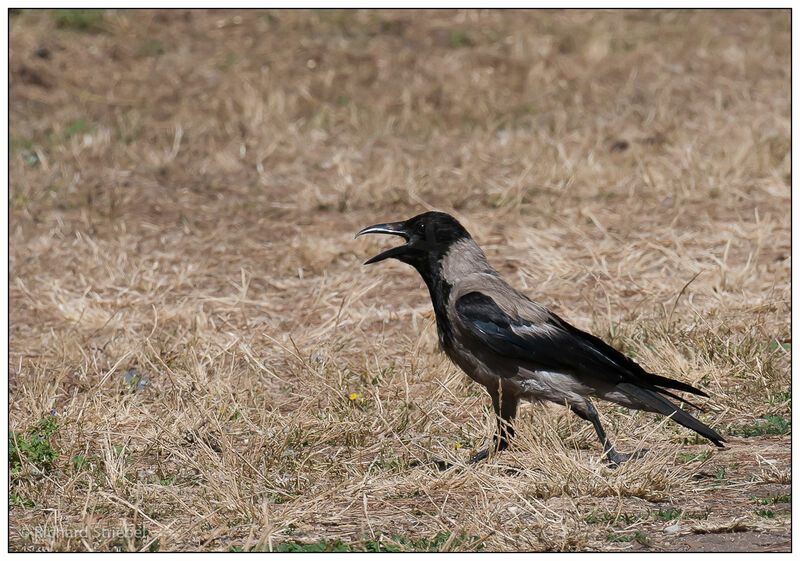 Hooded Crow, Behaviour