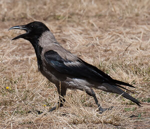 Hooded Crow 
&copy; Richard Striebel