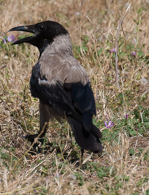 Hooded Crow 
&copy; Richard Striebel
