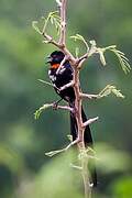 Red-collared Widowbird