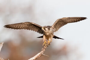 Peregrine Falcon 
&copy; Richard Striebel