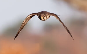 Peregrine Falcon 
&copy; Richard Striebel