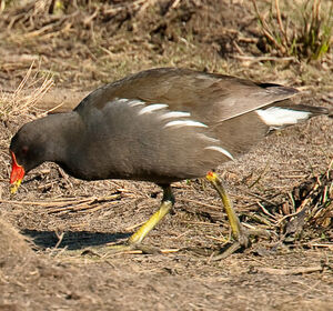Common Moorhen