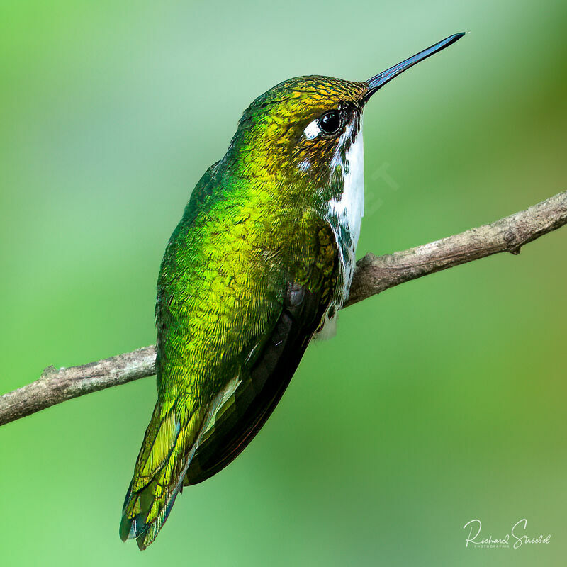 White-booted Racket-tail female