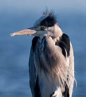Grey Heron