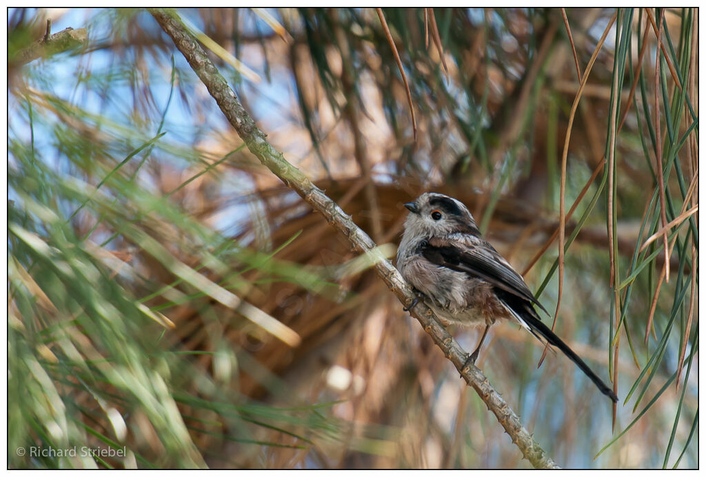 Mésange à longue queue - Aegithalos caudatus