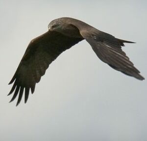 Black Kite 
&copy; Richard Striebel