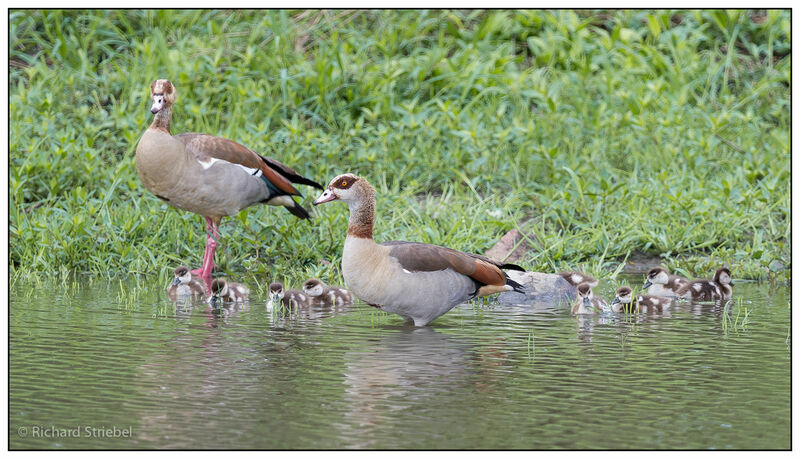 Egyptian Goose, Reproduction-nesting, Behaviour