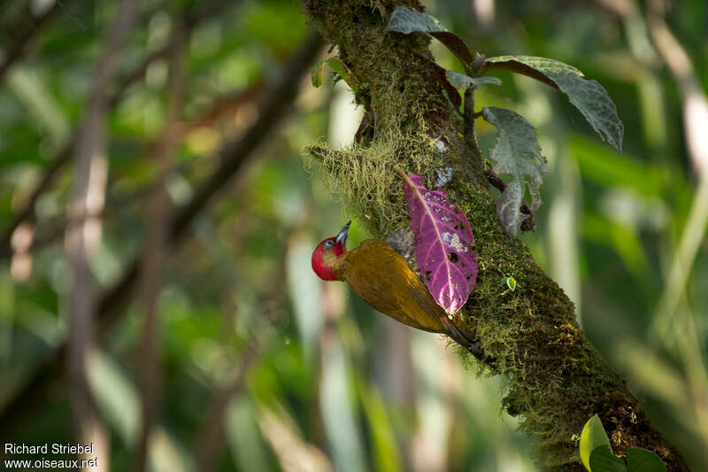 Rufous-winged Woodpecker male adult, habitat, pigmentation
