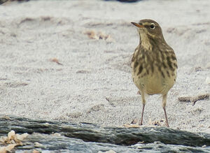 Eurasian Rock Pipit 
&copy; Richard Striebel