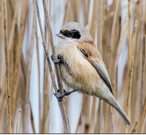 Eurasian Penduline Tit 
&copy; Richard Striebel