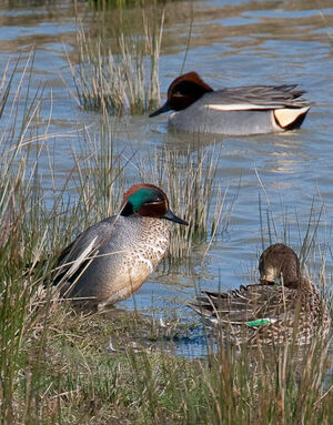 Eurasian Teal
