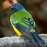 Black-chested Mountain Tanager