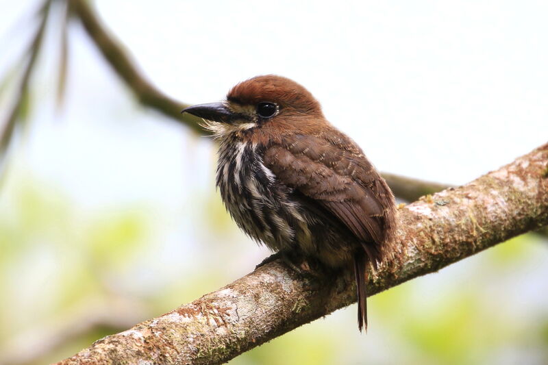 Lanceolated Monklet