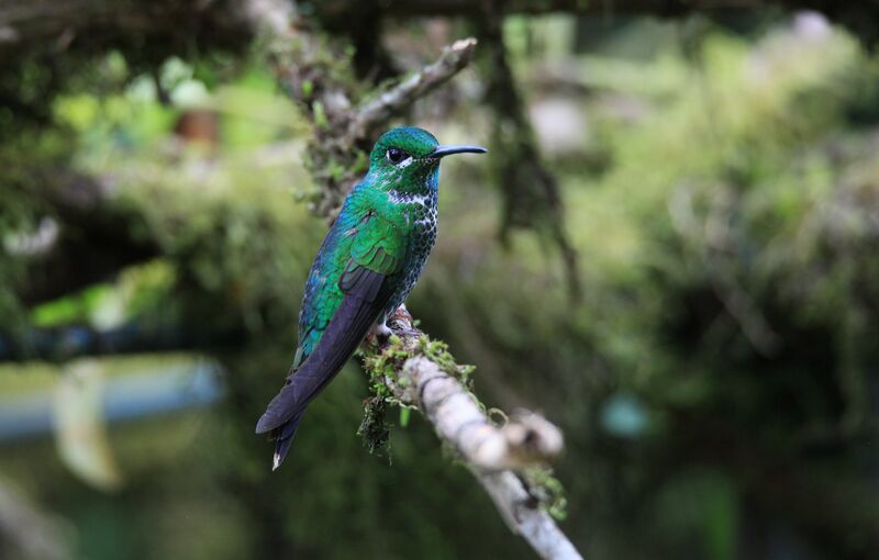 Green-crowned Brilliant female