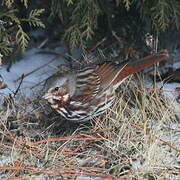 Red Fox Sparrow