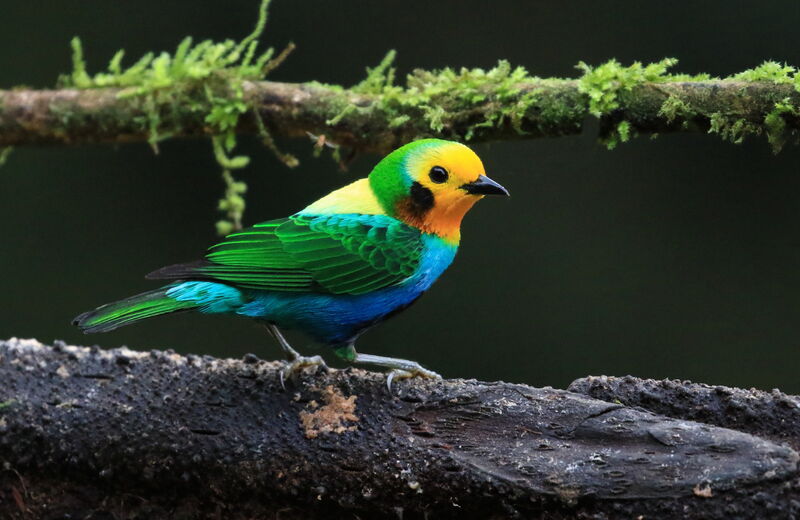 Multicolored Tanager male