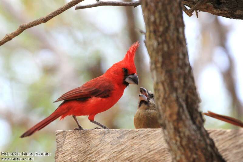 Cardinal vermillon mâle adulte nuptial, identification