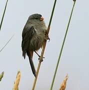 Plain-colored Seedeater