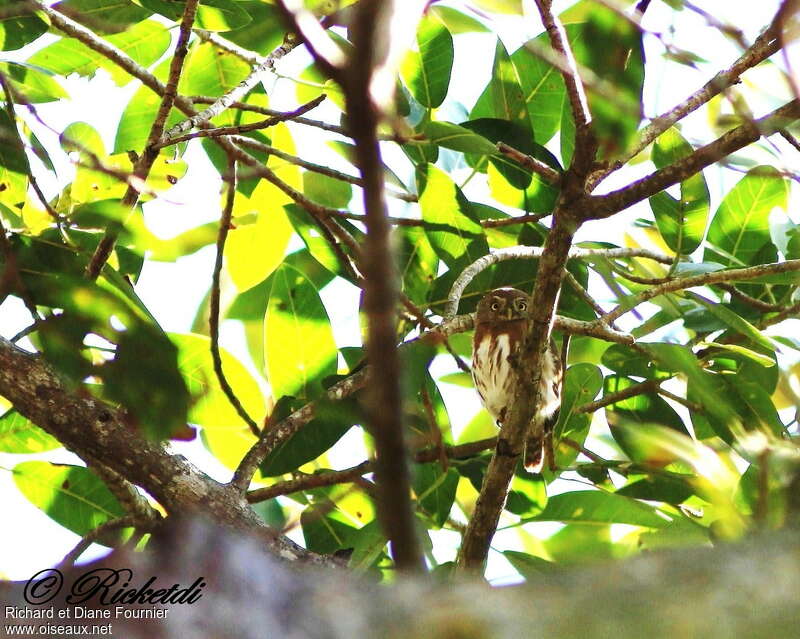 Colima Pygmy Owladult, identification