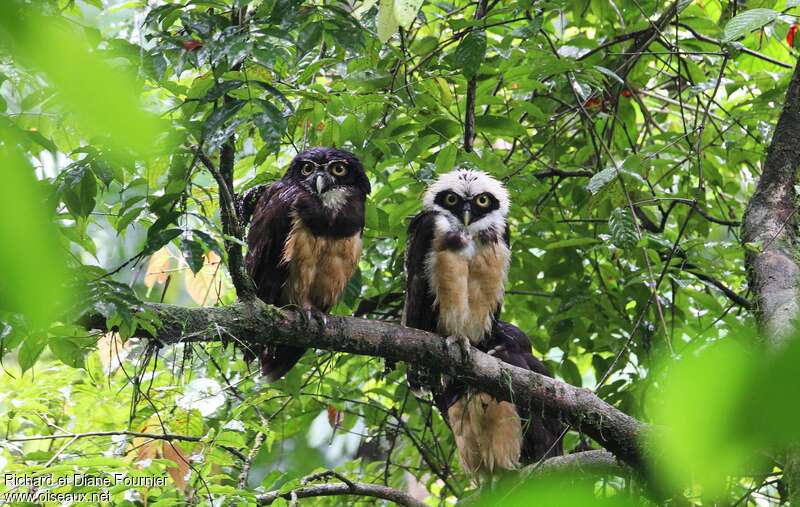 Spectacled Owl, habitat, pigmentation