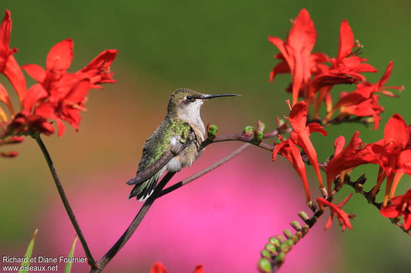 Ruby-throated Hummingbird female adult, identification