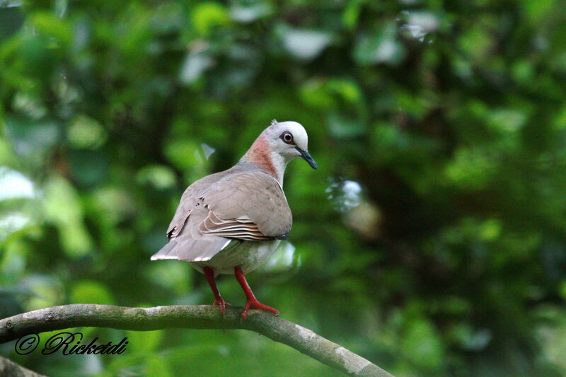 Caribbean Dove