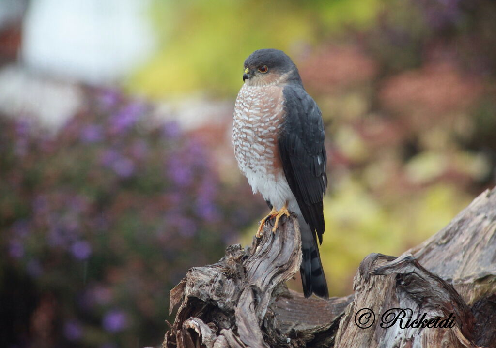 Sharp-shinned Hawk male adult, identification