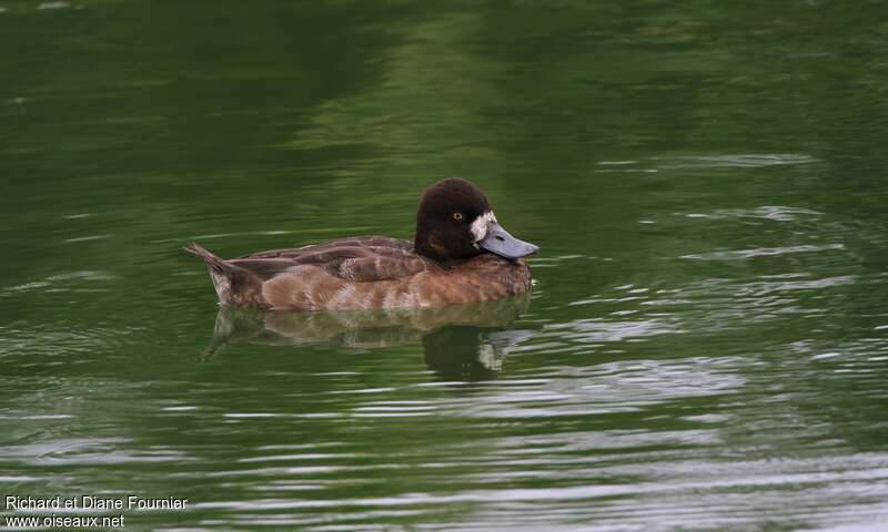 Lesser Scaup male Second year, identification