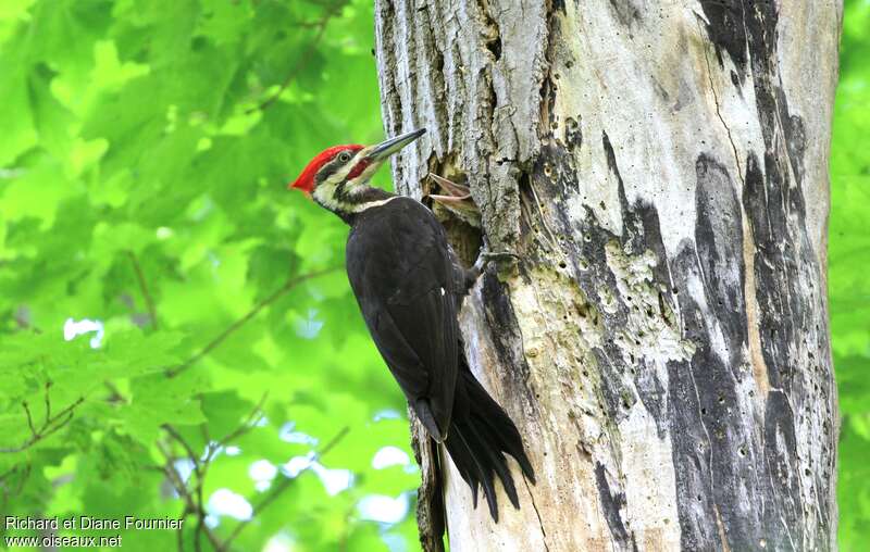 Pileated Woodpecker male adult, pigmentation, Reproduction-nesting