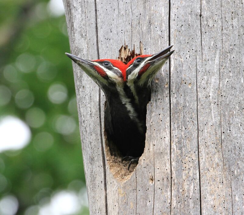 Pileated Woodpecker male juvenile, Reproduction-nesting