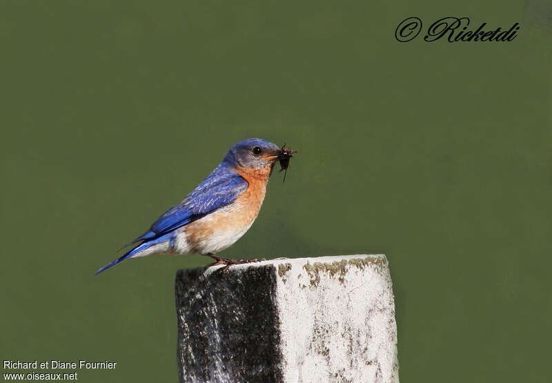Eastern Bluebird male adult, habitat, fishing/hunting