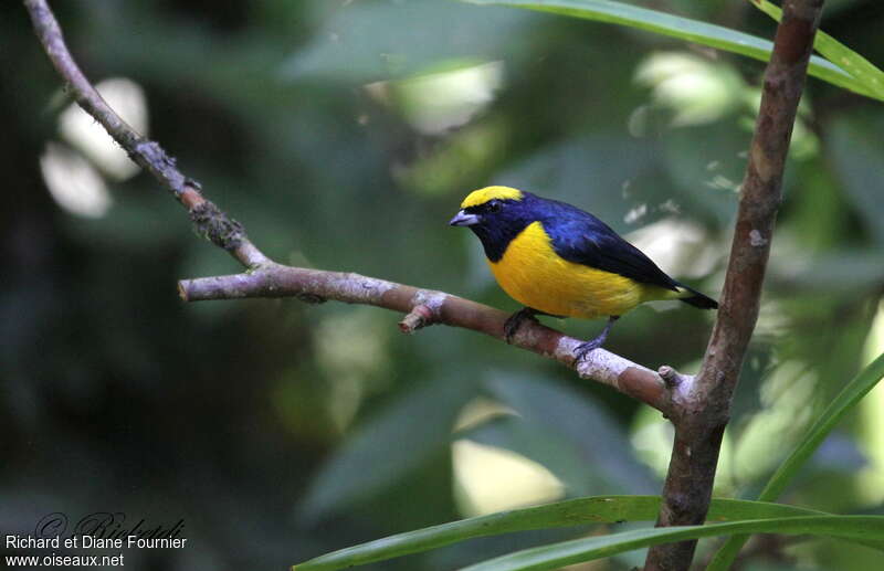 Yellow-crowned Euphonia male adult, identification