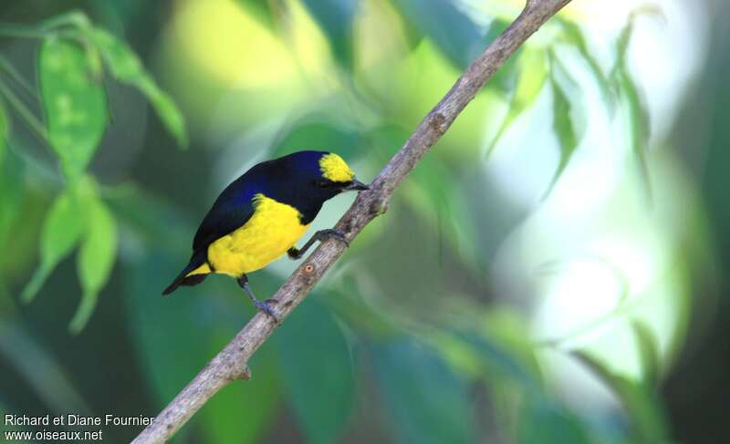 Spot-crowned Euphonia male