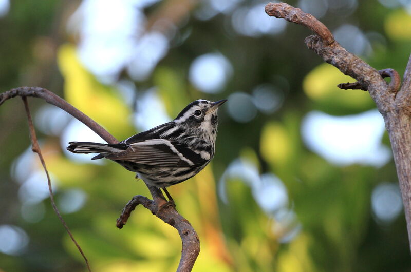 Black-and-white Warbler male