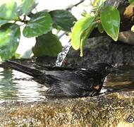 Tawny-shouldered Blackbird