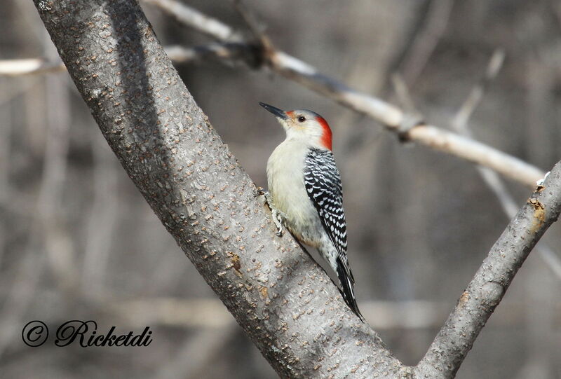 Red-bellied Woodpecker female